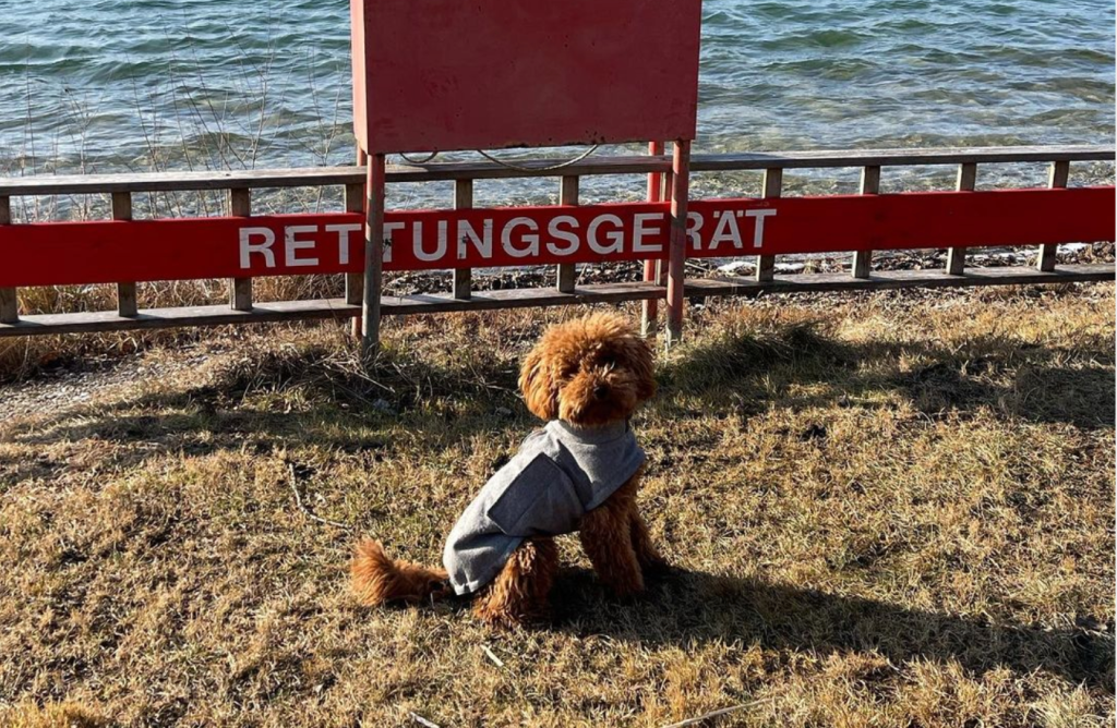 Welche Hunde verwüsten das Büro am nachhaltigsten? (Multipage Post)